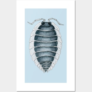 Porcellio werneri Isopod Posters and Art